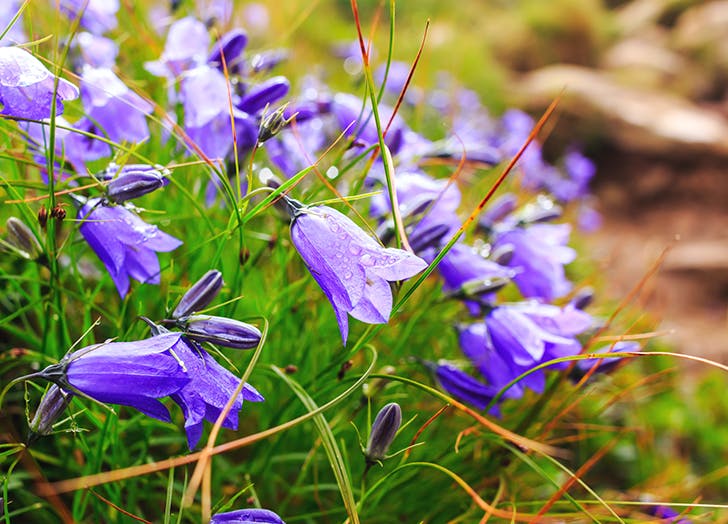 10 csodaszép évelő virág, amit ősz elején érdemes elültetni 10 csodaszép évelő virág, amit ősz elején érdemes elültetni