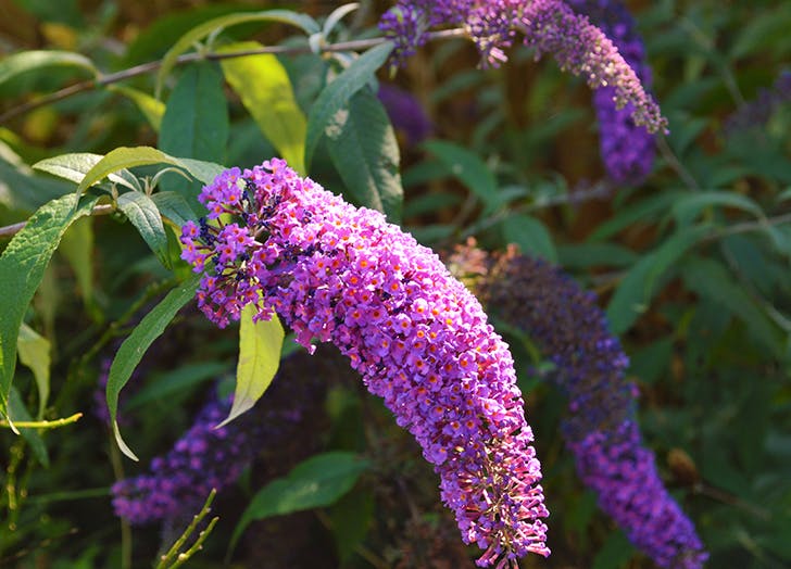10 csodaszép évelő virág, amit ősz elején érdemes elültetni 10 csodaszép évelő virág, amit ősz elején érdemes elültetni