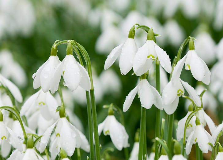 10 csodaszép évelő virág, amit ősz elején érdemes elültetni 10 csodaszép évelő virág, amit ősz elején érdemes elültetni