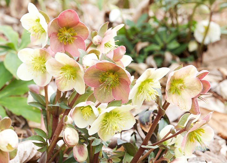 10 csodaszép évelő virág, amit ősz elején érdemes elültetni 10 csodaszép évelő virág, amit ősz elején érdemes elültetni