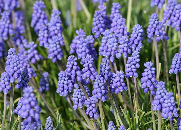 10 csodaszép évelő virág, amit ősz elején érdemes elültetni 10 csodaszép évelő virág, amit ősz elején érdemes elültetni