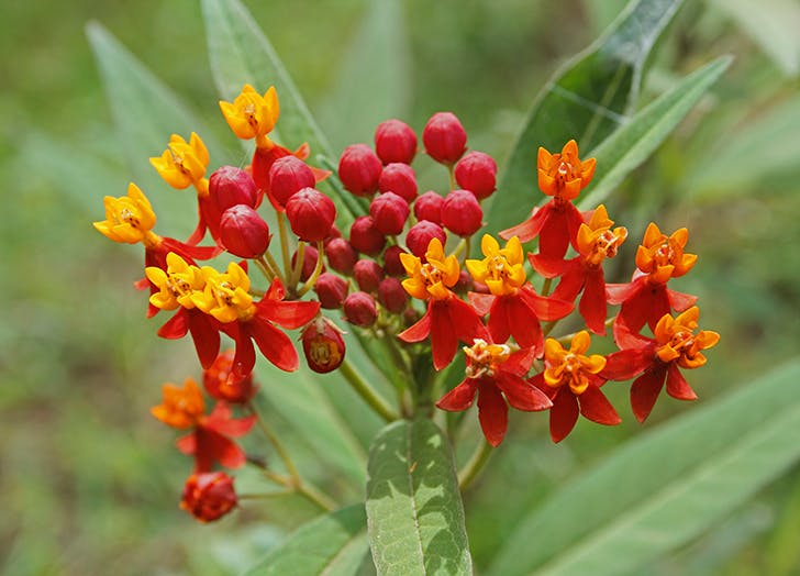 10 csodaszép évelő virág, amit ősz elején érdemes elültetni 10 csodaszép évelő virág, amit ősz elején érdemes elültetni