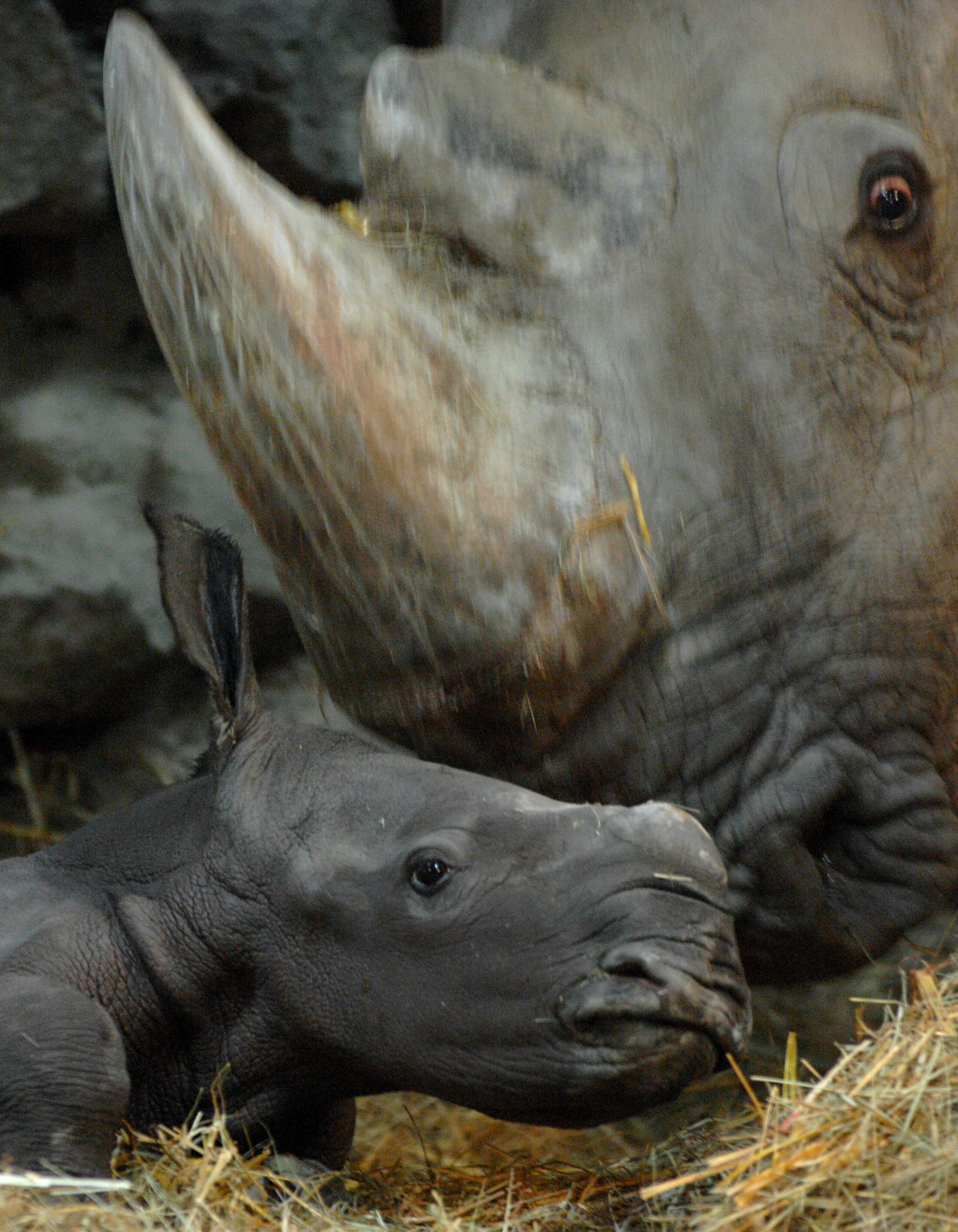 Layla és édesanyja