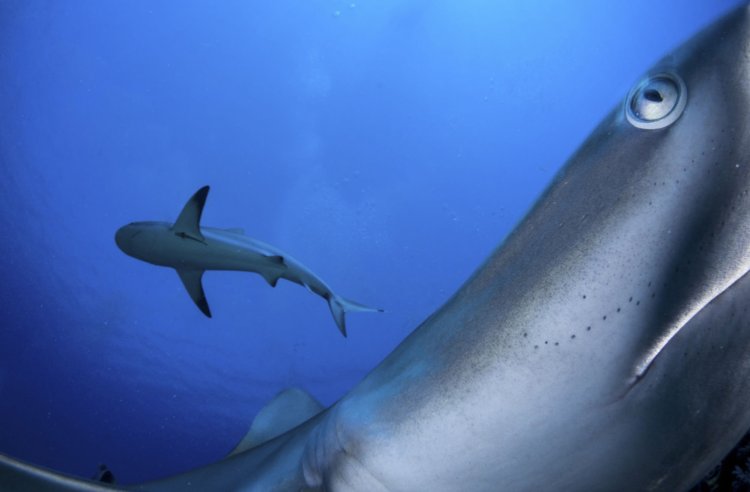 Shane Gross / National Geographic Travel Photographer of the Year Contest