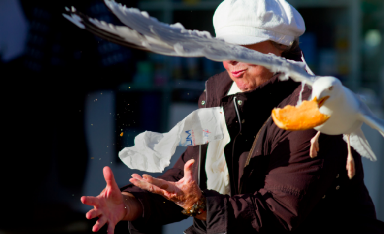 Egy tipikus jelenet: az ügyesebb madarak csak a halat, rákot, kagylót vagy a tintahalat kapják ki a szendvicsből