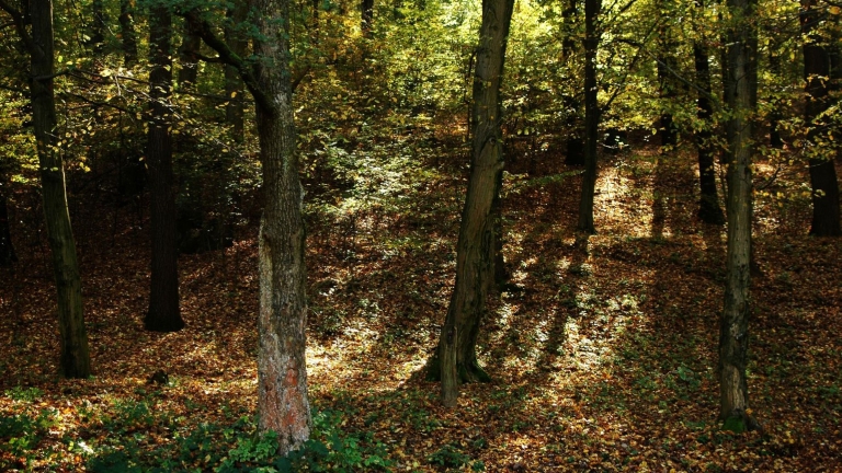 Erdő a Karancs-hegységben, Salgótarjántól nem messze (fotó: MTVA)