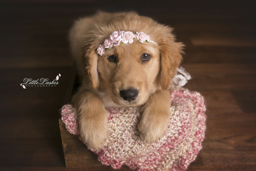 Zokogva imádod majd a tündéri kiskutya babafotóit