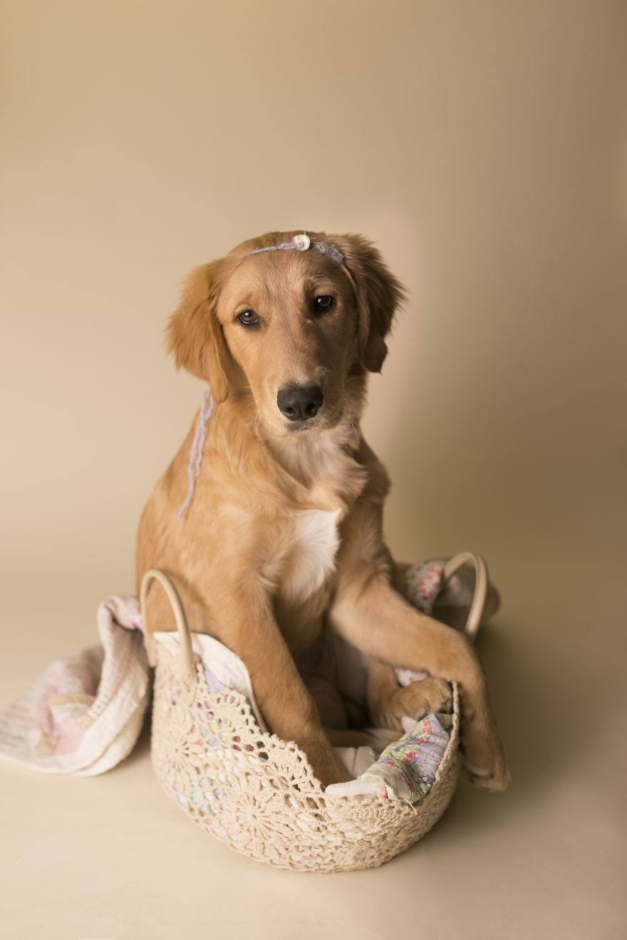 Zokogva imádod majd a tündéri kiskutya babafotóit