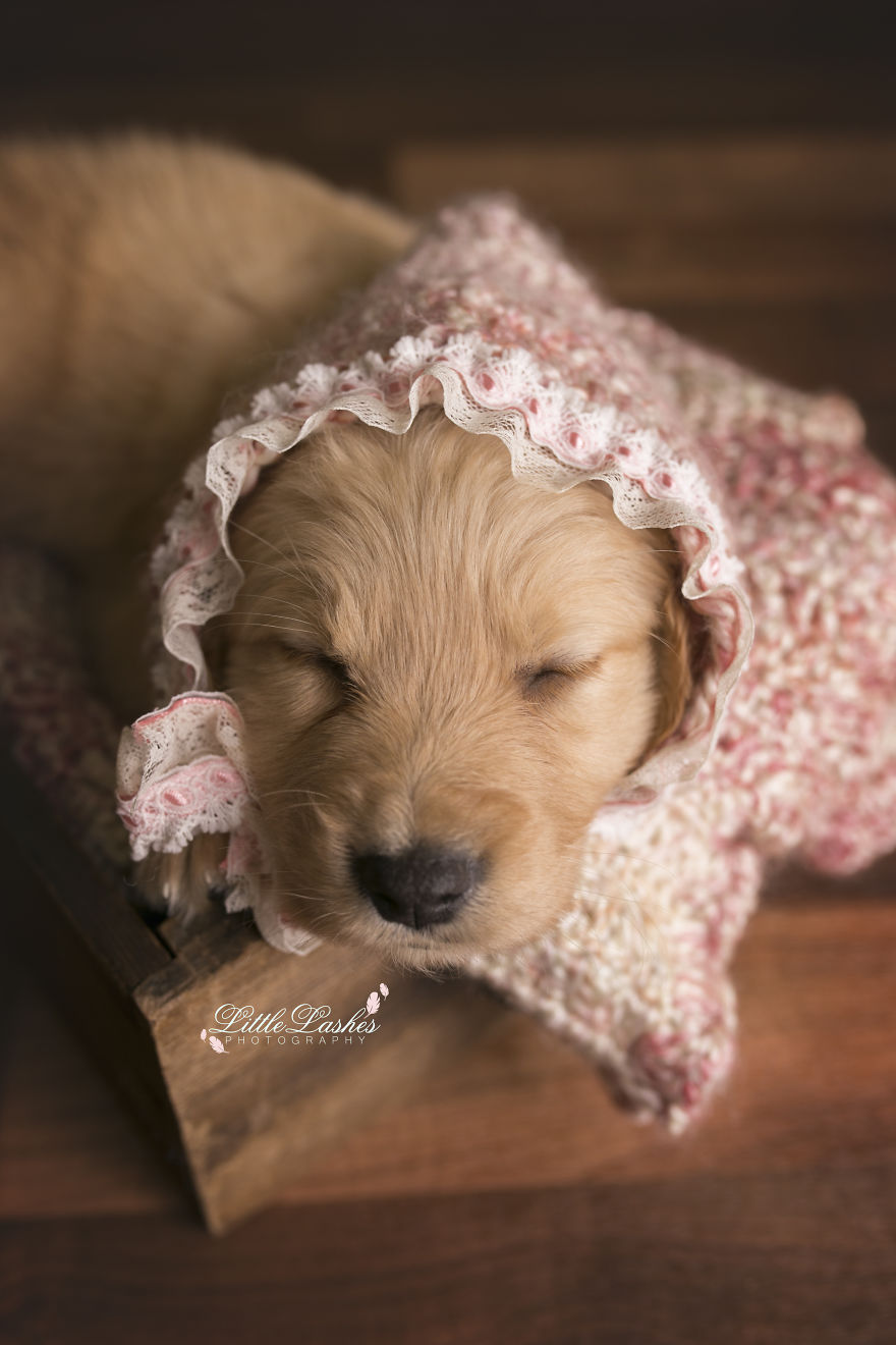 Zokogva imádod majd a tündéri kiskutya babafotóit