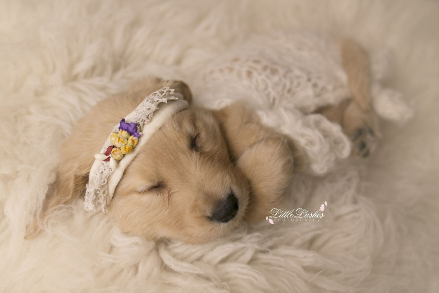 Zokogva imádod majd a tündéri kiskutya babafotóit