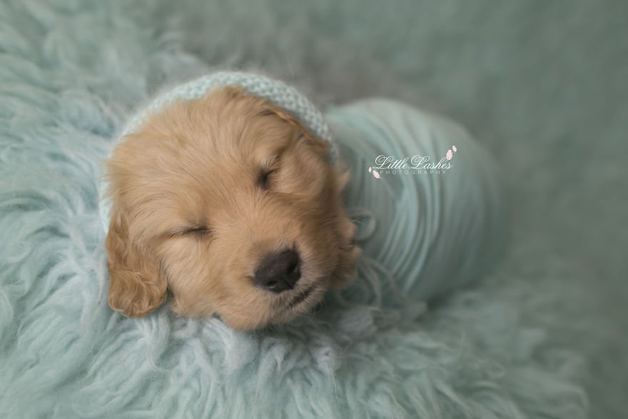 Zokogva imádod majd a tündéri kiskutya babafotóit