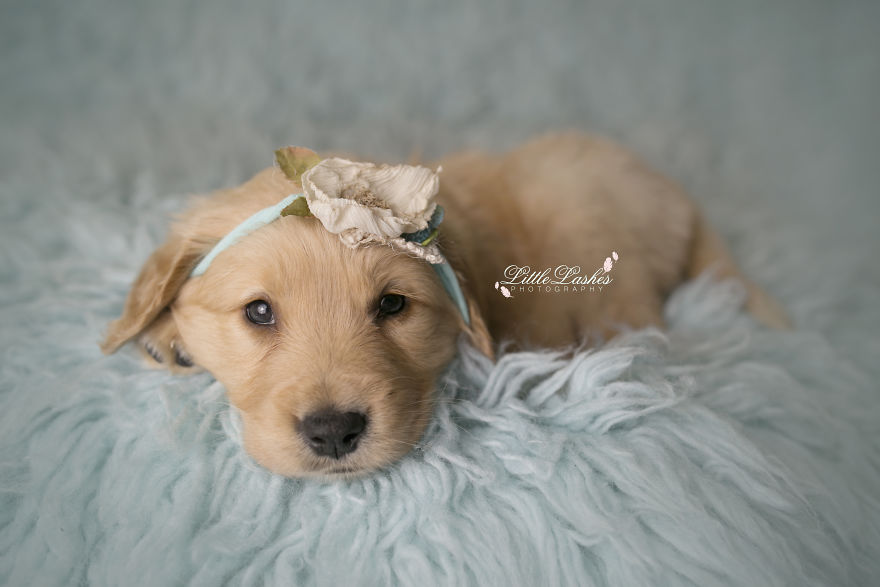 Zokogva imádod majd a tündéri kiskutya babafotóit