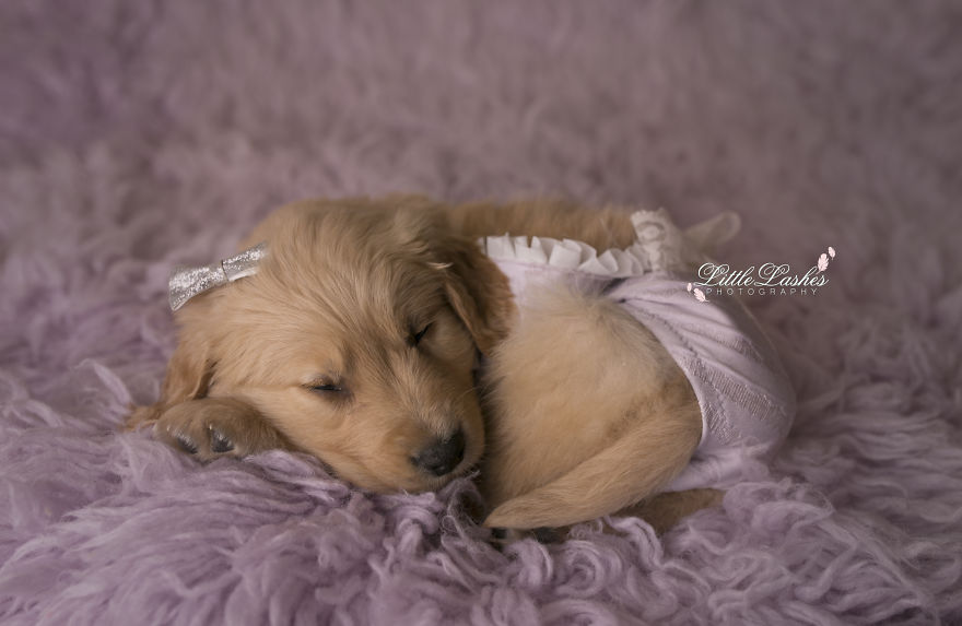 Zokogva imádod majd a tündéri kiskutya babafotóit