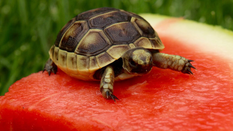 Képünk illusztráció