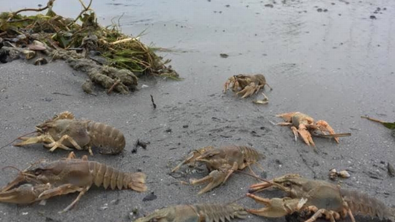 Fotó: Csodálatos Balaton FB / Babodi Gergő