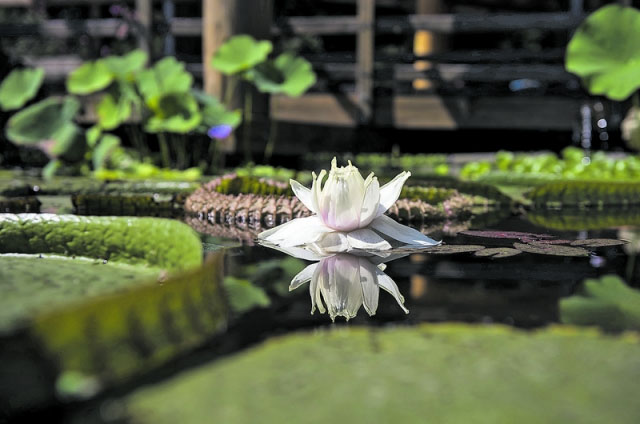 Forrás: sostozoo.hu - fotó: MTI Balázs Attila