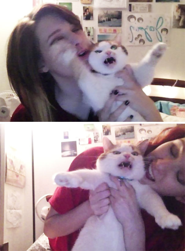 10 macska, aki egyáltalán nem akar szelfizni veled