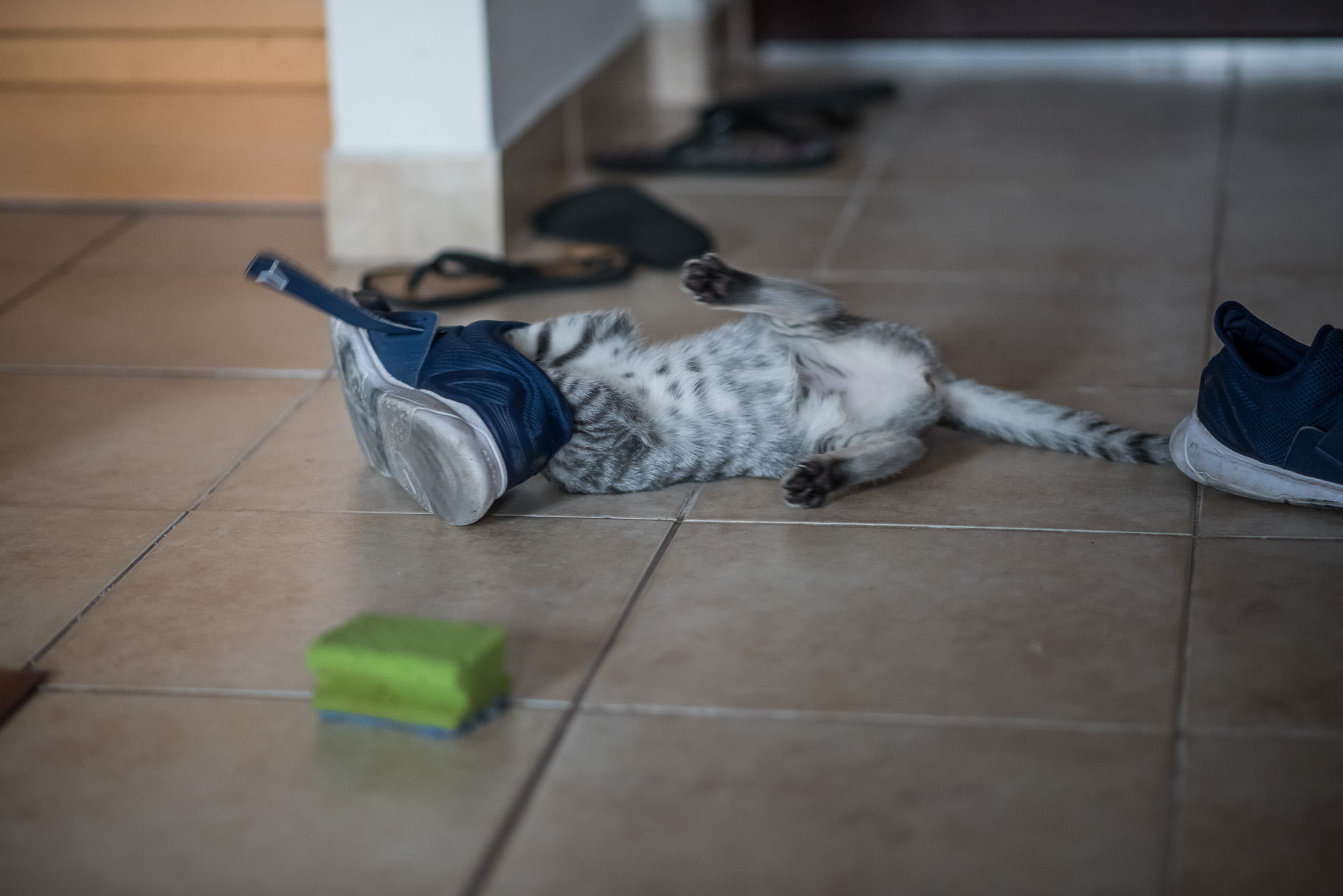 Mióta macskám van, gyógyulok, pedig azt sem tudtam, hogy beteg voltam