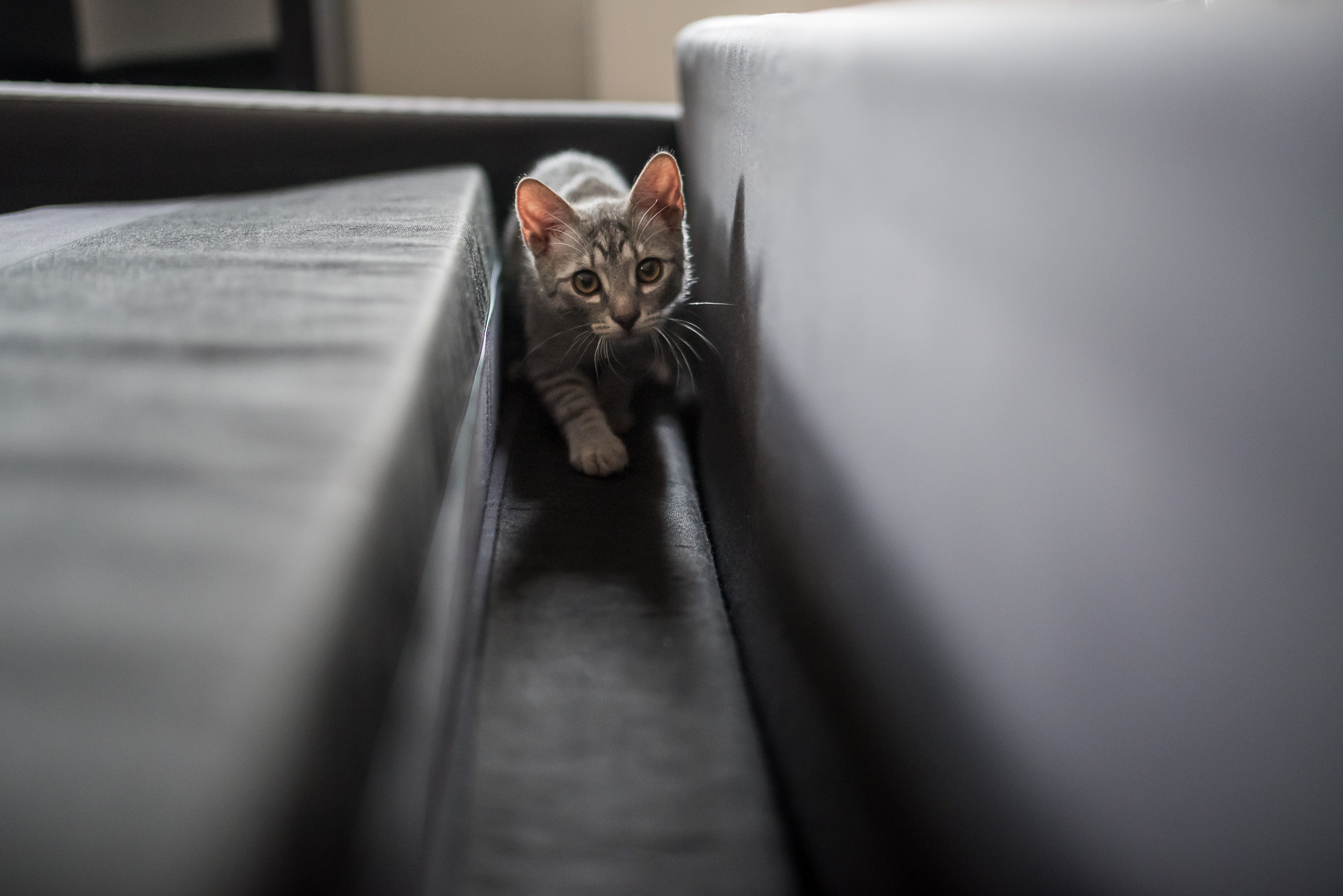 Mióta macskám van, gyógyulok, pedig azt sem tudtam, hogy beteg voltam