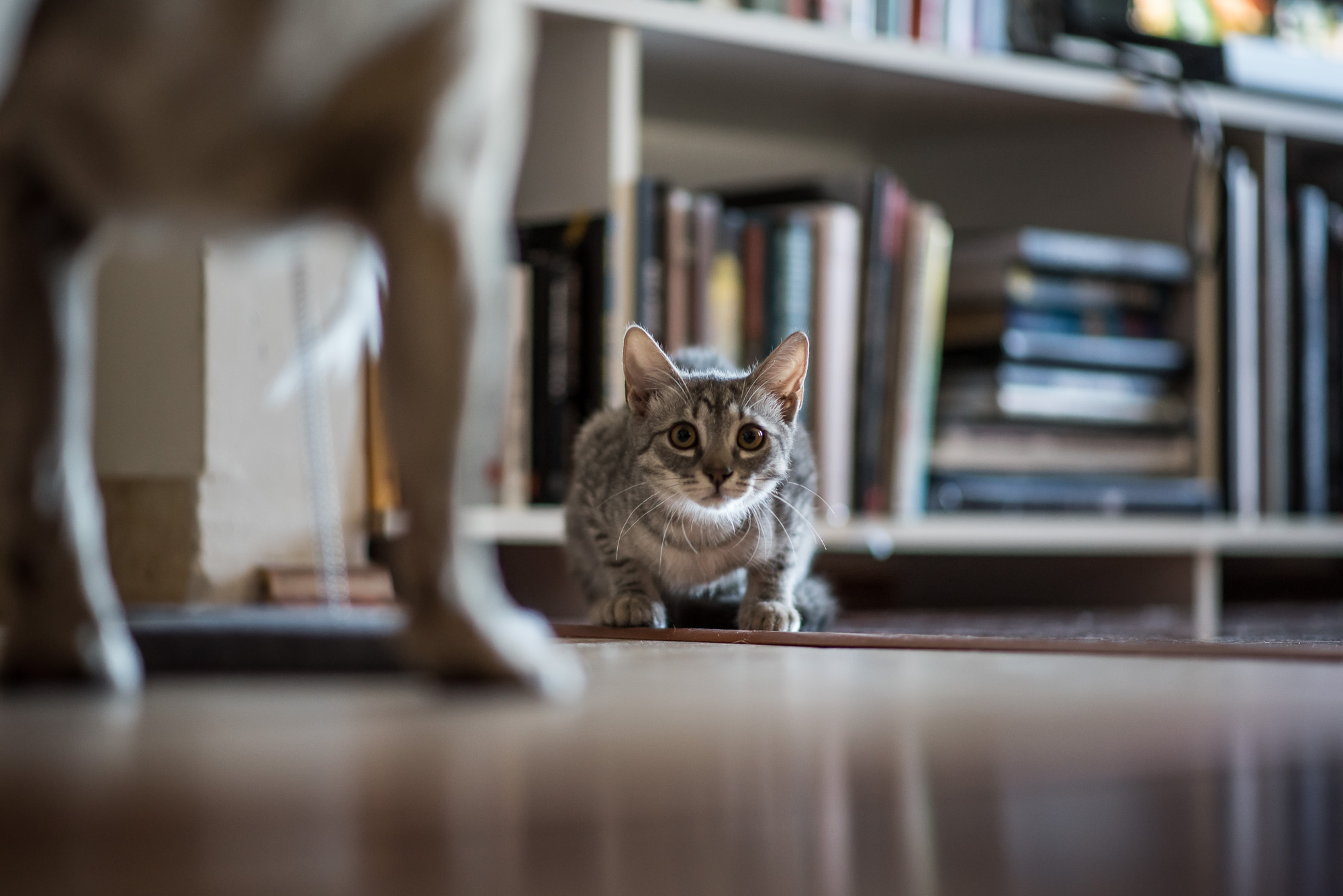 Mióta macskám van, gyógyulok, pedig azt sem tudtam, hogy beteg voltam