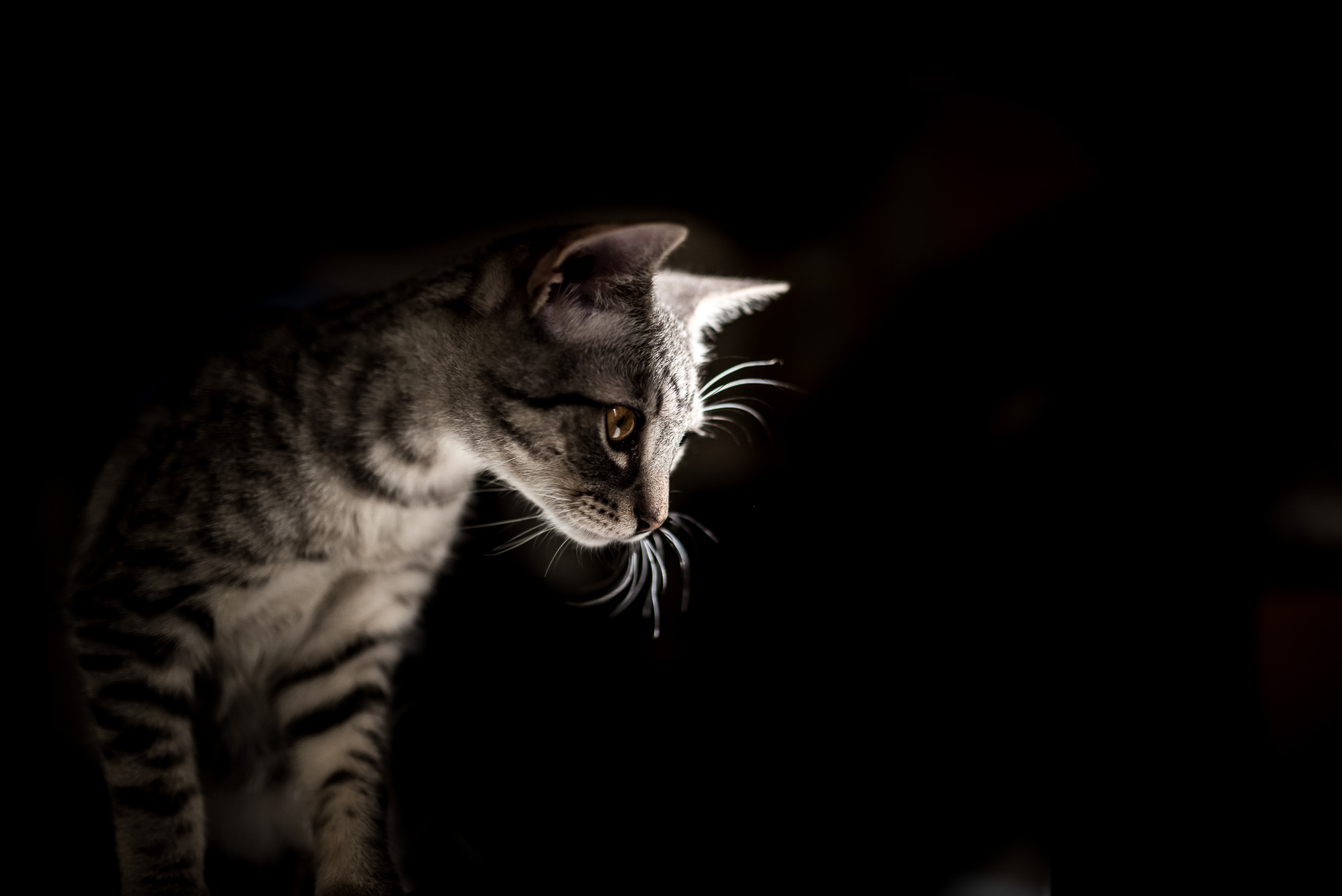 Mióta macskám van, gyógyulok, pedig azt sem tudtam, hogy beteg voltam