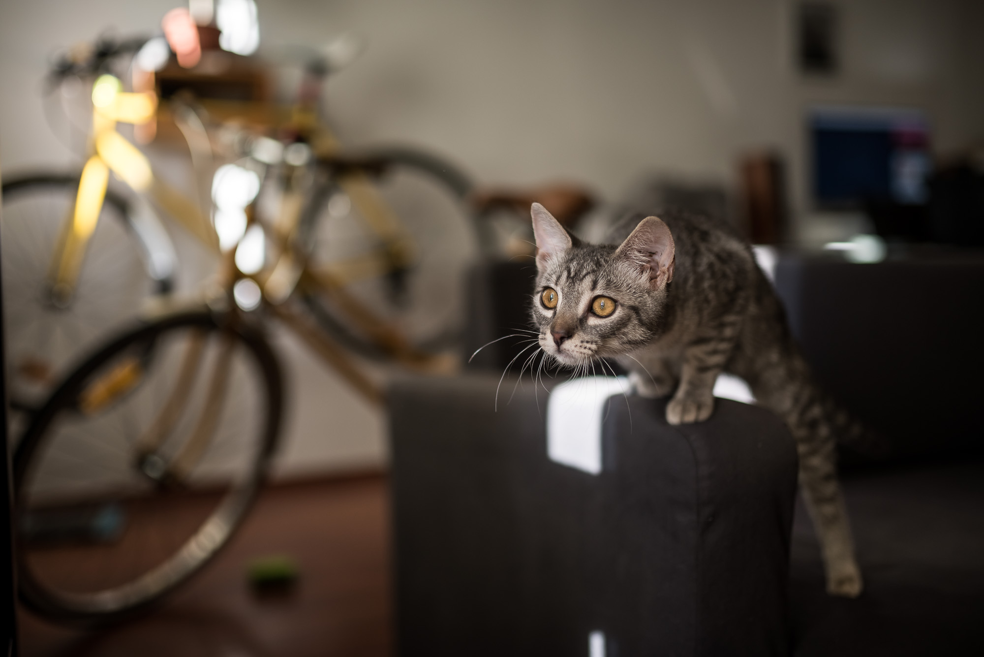 Mióta macskám van, gyógyulok, pedig azt sem tudtam, hogy beteg voltam