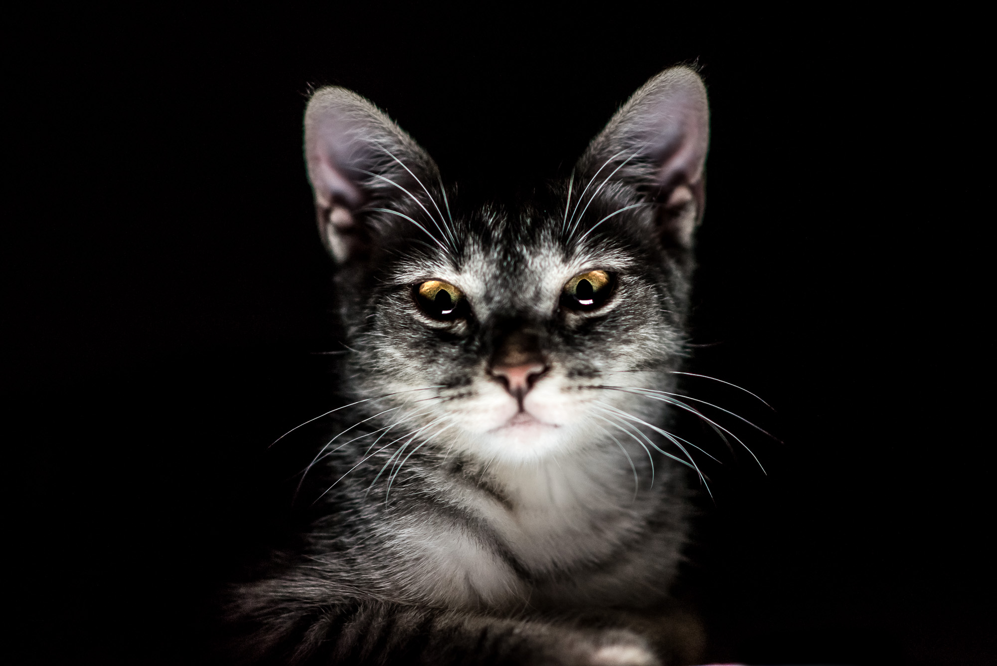 Mióta macskám van, gyógyulok, pedig azt sem tudtam, hogy beteg voltam