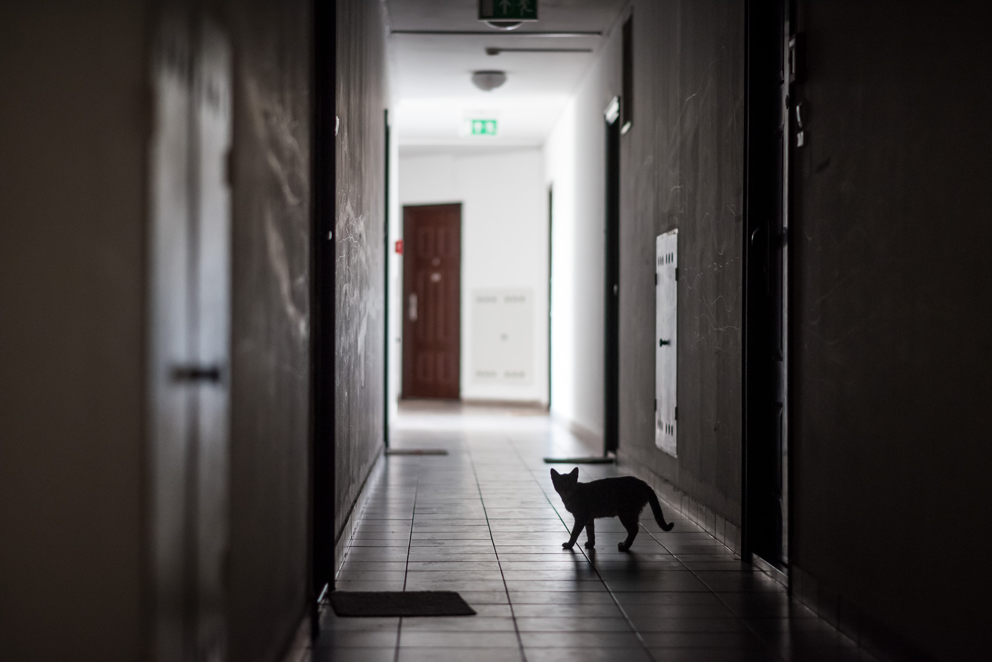 Mióta macskám van, gyógyulok, pedig azt sem tudtam, hogy beteg voltam