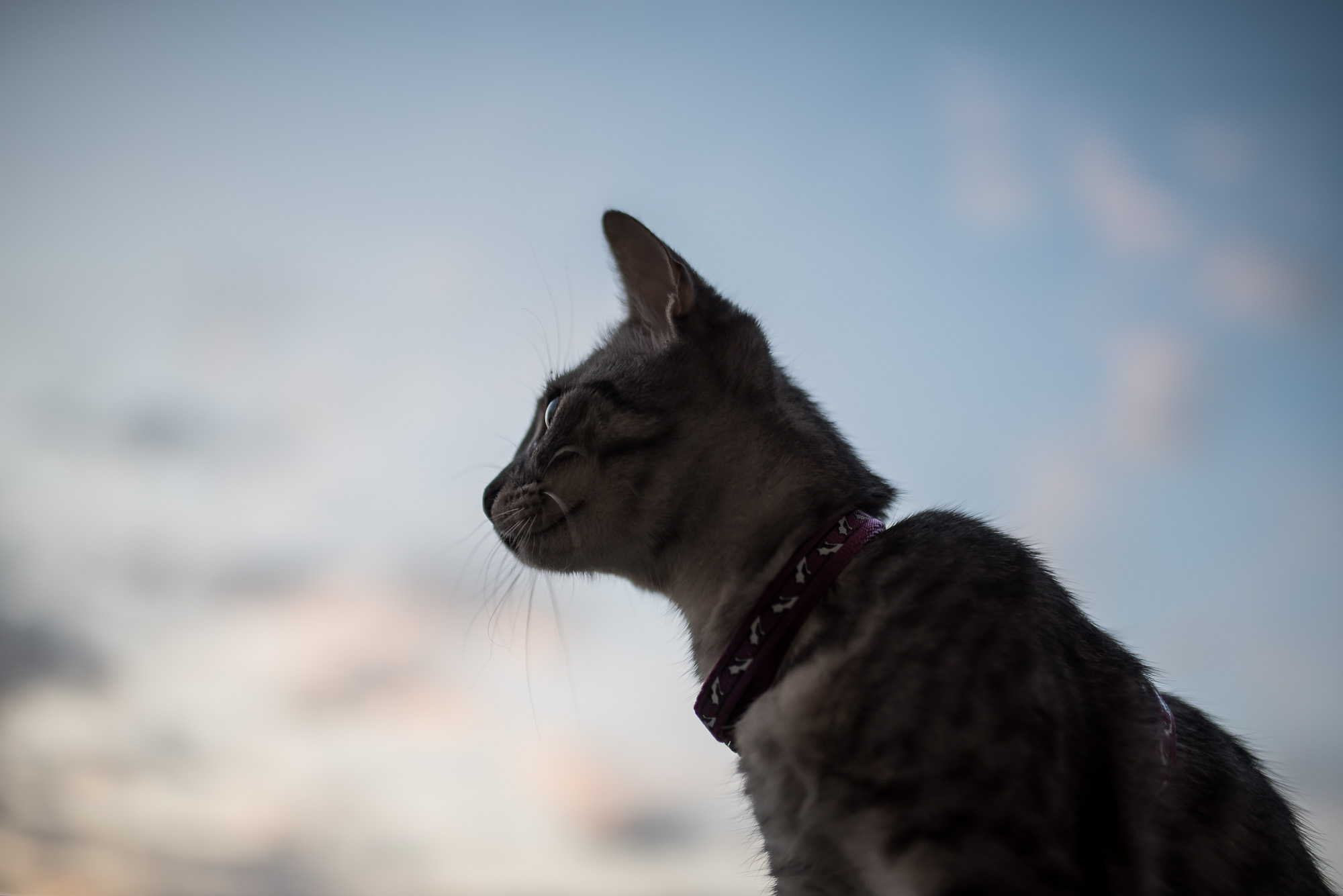 Mióta macskám van, gyógyulok, pedig azt sem tudtam, hogy beteg voltam