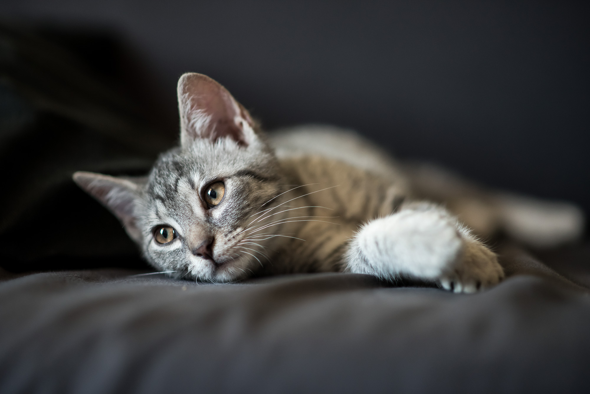 Mióta macskám van, gyógyulok, pedig azt sem tudtam, hogy beteg voltam