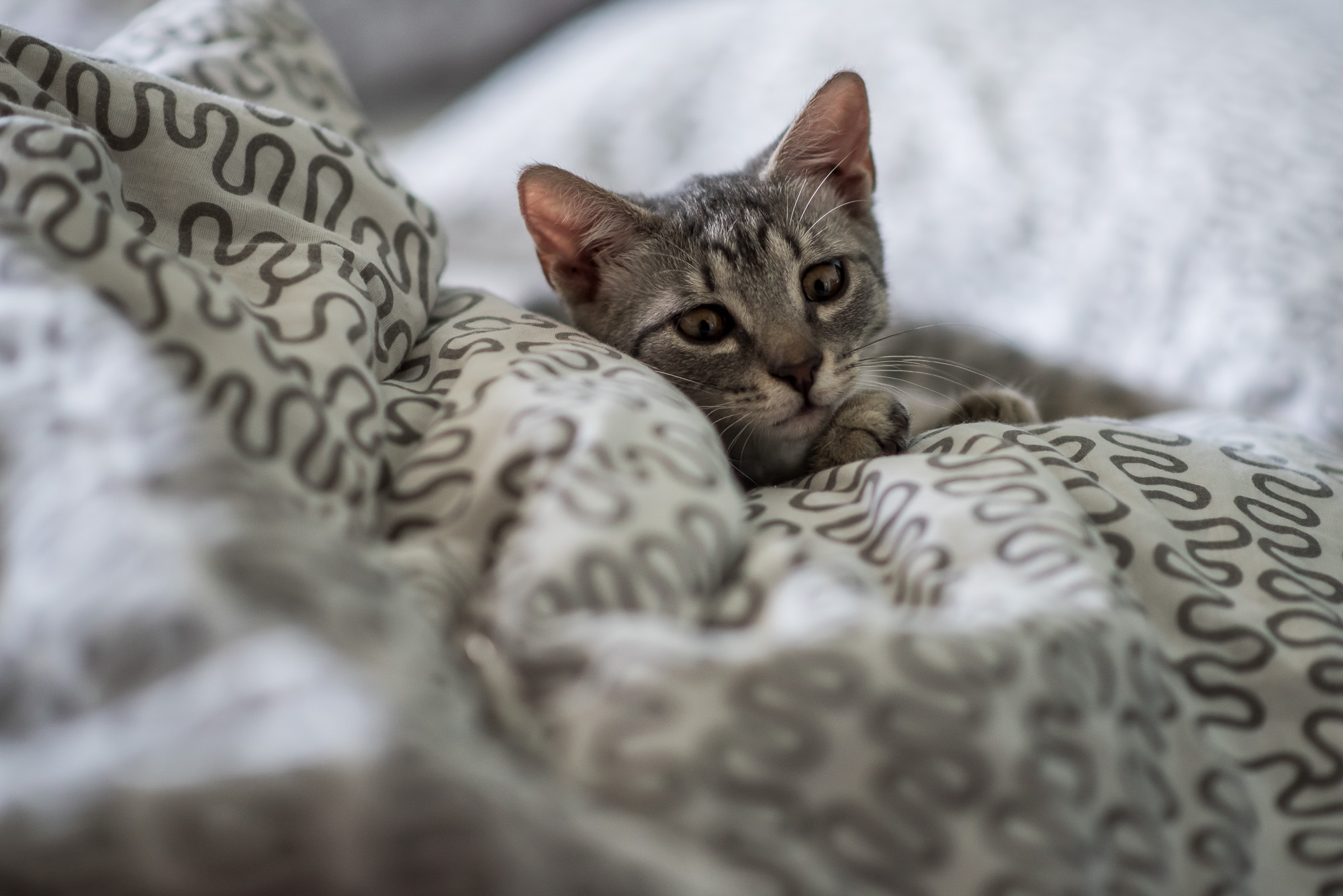 Mióta macskám van, gyógyulok, pedig azt sem tudtam, hogy beteg voltam