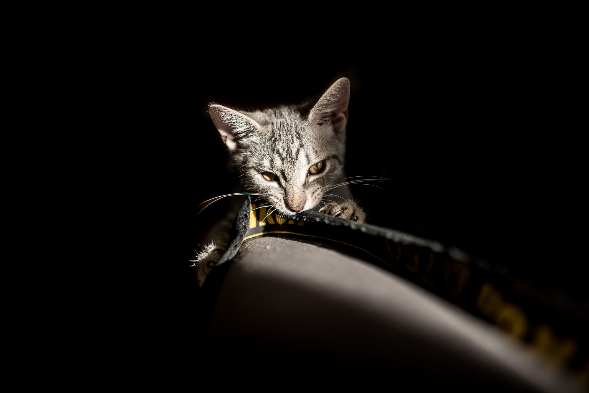 Mióta macskám van, gyógyulok, pedig azt sem tudtam, hogy beteg voltam