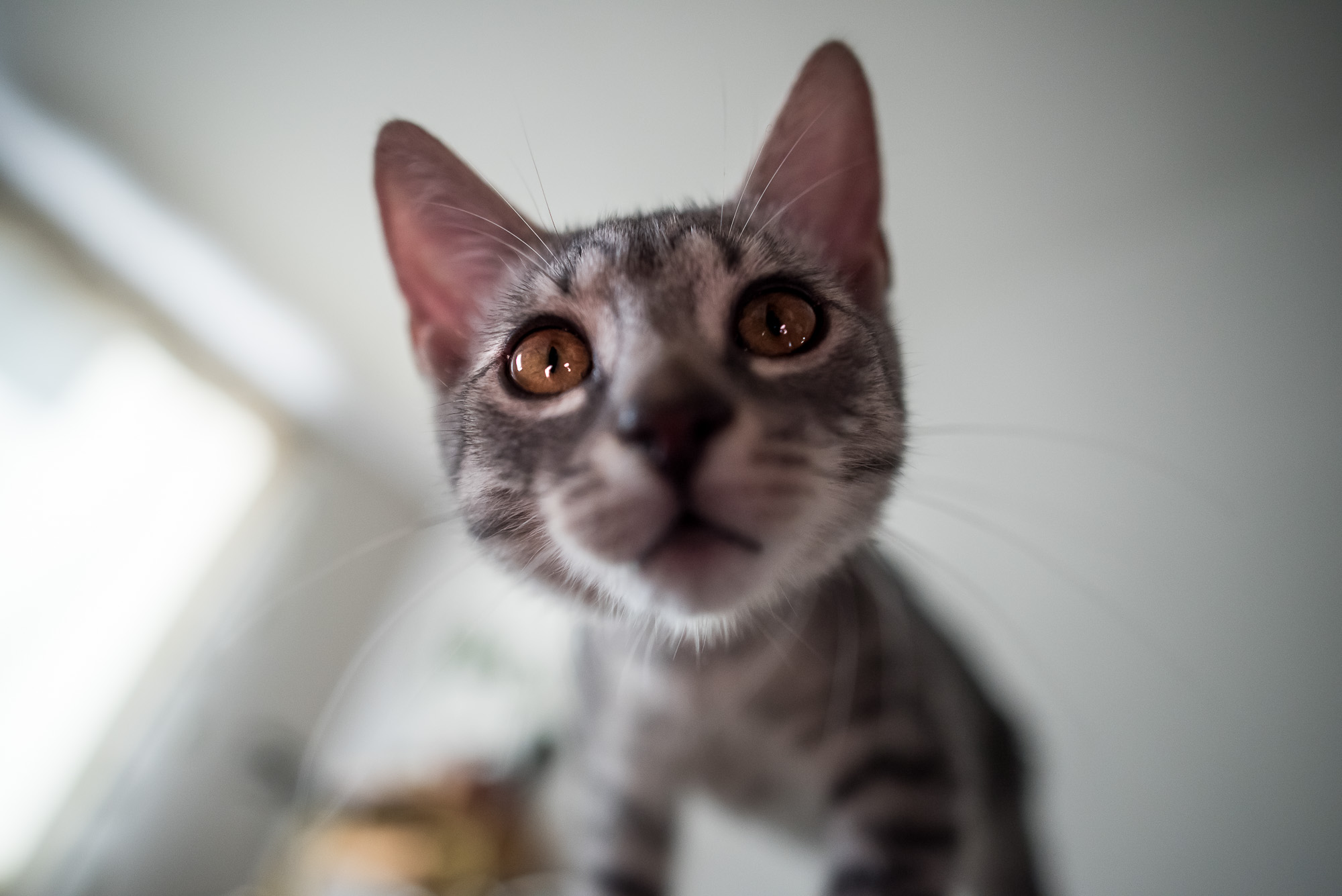 Mióta macskám van, gyógyulok, pedig azt sem tudtam, hogy beteg voltam