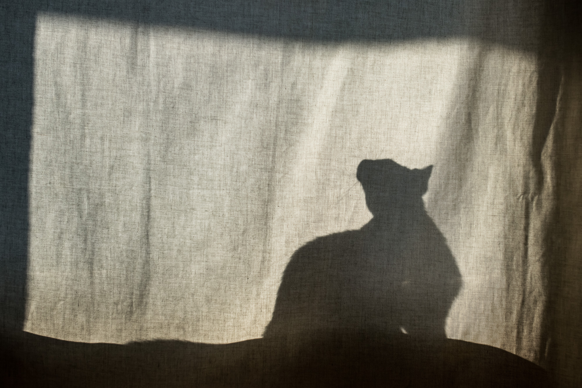 Mióta macskám van, gyógyulok, pedig azt sem tudtam, hogy beteg voltam