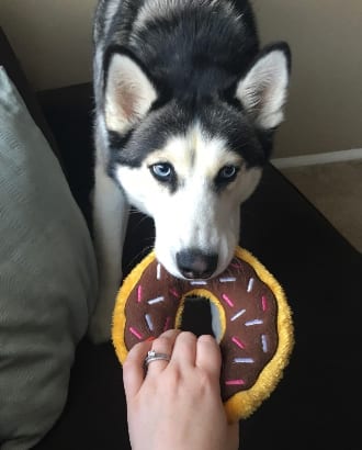 10 szuper ajándék, amit azonnal meg kell venned a kutyádnak