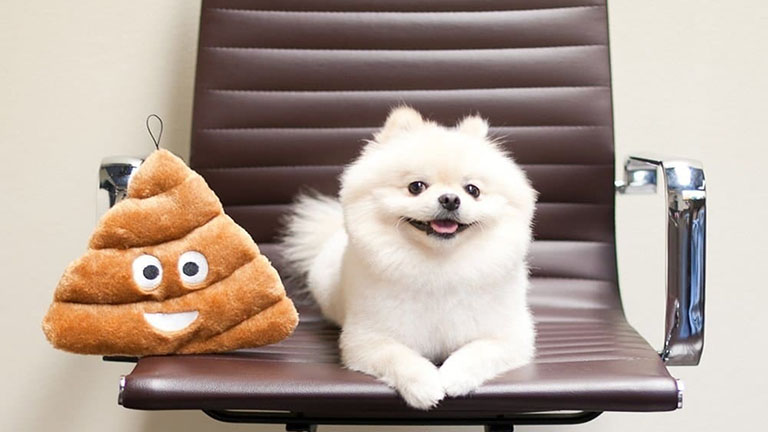 10 szuper ajándék, amit azonnal meg kell venned a kutyádnak