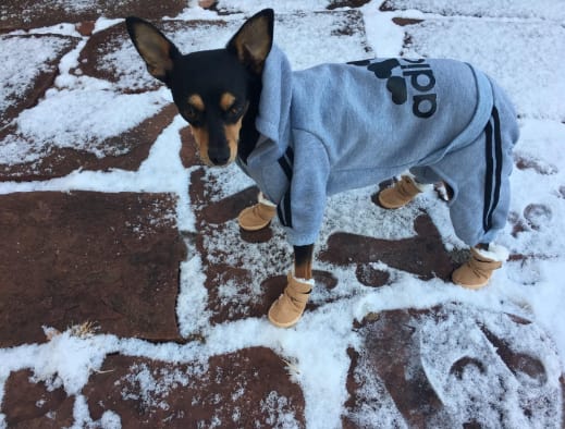 10 szuper ajándék, amit azonnal meg kell venned a kutyádnak
