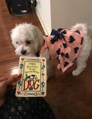 10 szuper ajándék, amit azonnal meg kell venned a kutyádnak