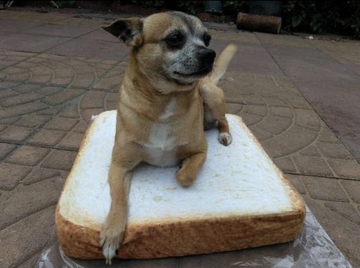 10 szuper ajándék, amit azonnal meg kell venned a kutyádnak