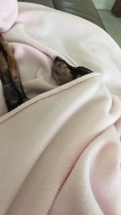 Magányos özvegy fogadta be a rákkal küzdő kutyust Magányos özvegy fogadta be a rákkal küzdő kutyust