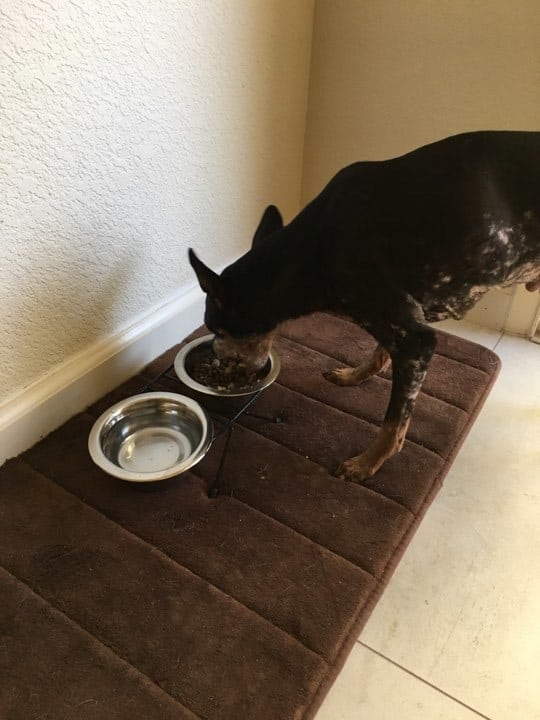 Magányos özvegy fogadta be a rákkal küzdő kutyust Magányos özvegy fogadta be a rákkal küzdő kutyust