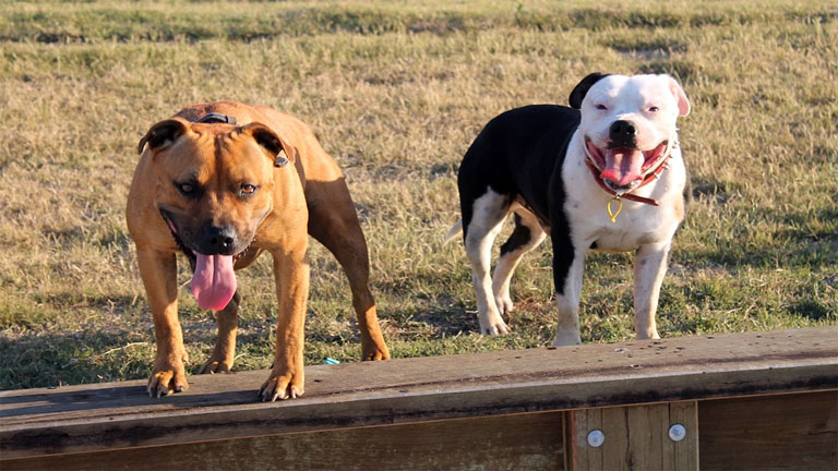 Staffordshierre terrierek egymás között