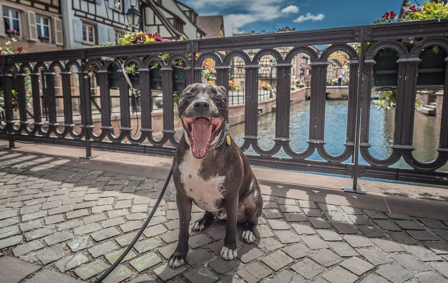 Ismerd meg Alfiet, a világjáró magyar kutyát!