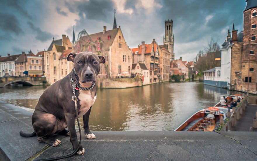 Ismerd meg Alfiet, a világjáró magyar kutyát!