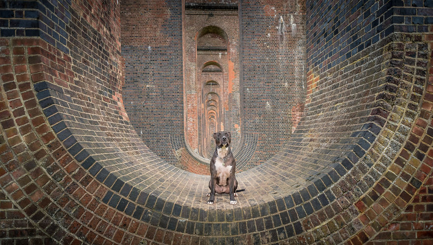 Ismerd meg Alfiet, a világjáró magyar kutyát!