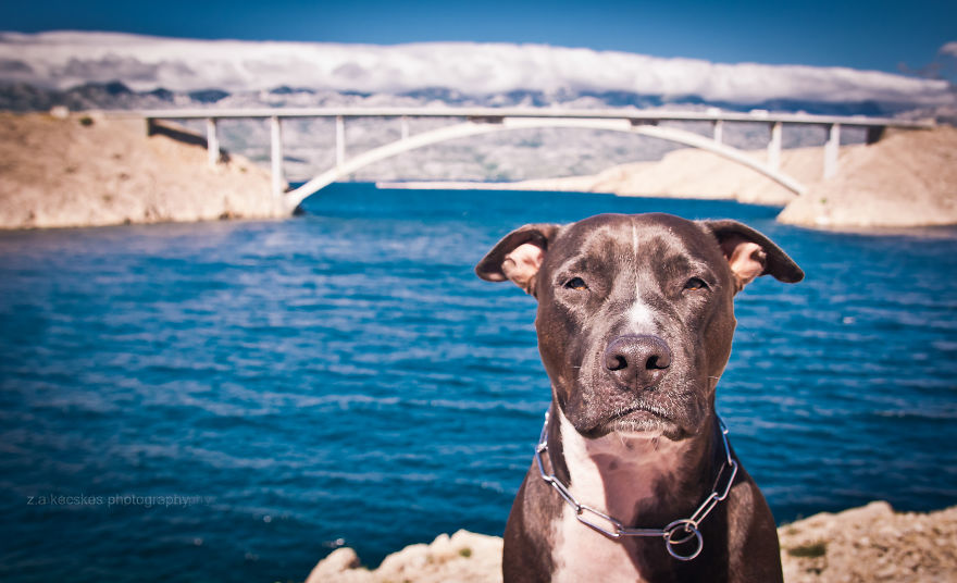 Ismerd meg Alfiet, a világjáró magyar kutyát!