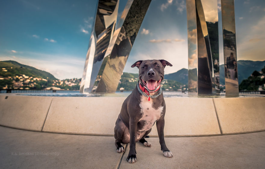 Ismerd meg Alfiet, a világjáró magyar kutyát!