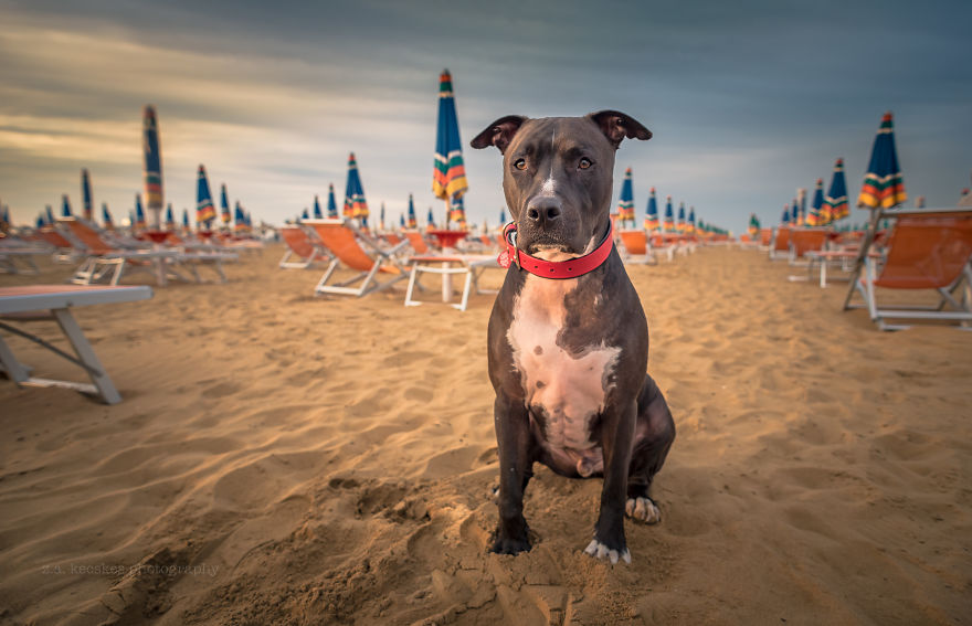 Ismerd meg Alfiet, a világjáró magyar kutyát!