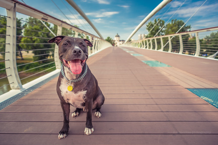 Ismerd meg Alfiet, a világjáró magyar kutyát!
