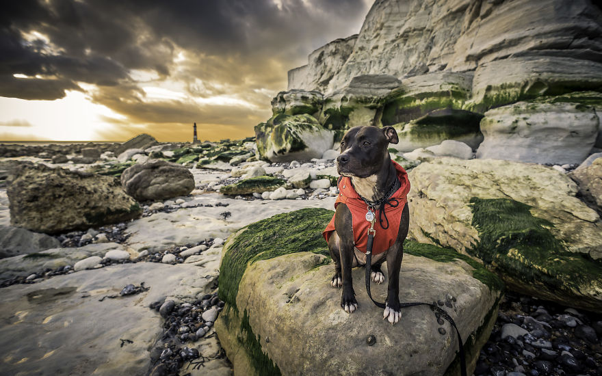 Ismerd meg Alfiet, a világjáró magyar kutyát!